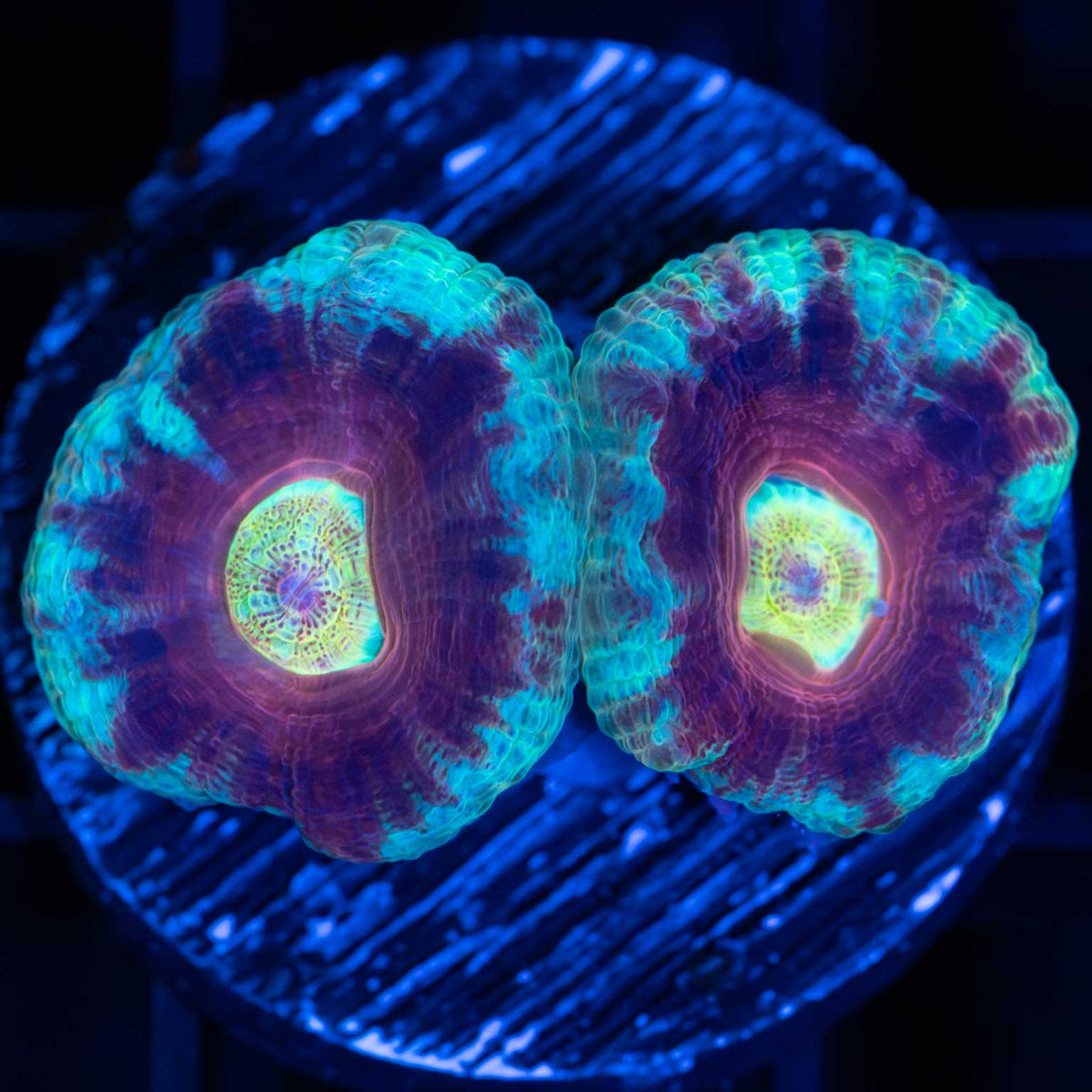 Rainbow Eye Asian Acan