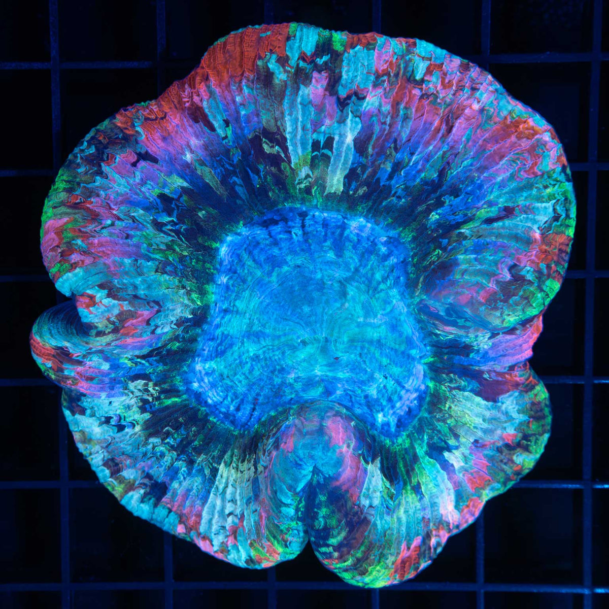 Rainbow Flat-bottom Trachyphyllia