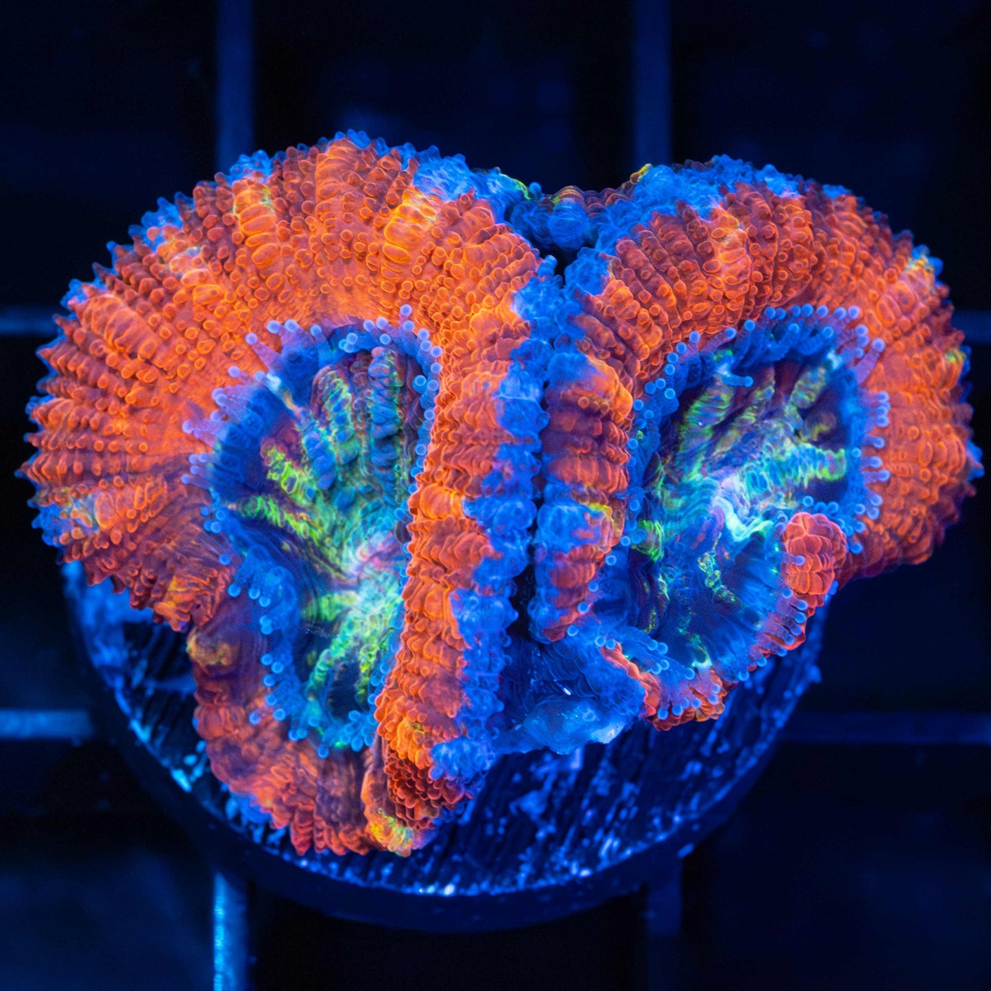 Rainbow Freak Acan