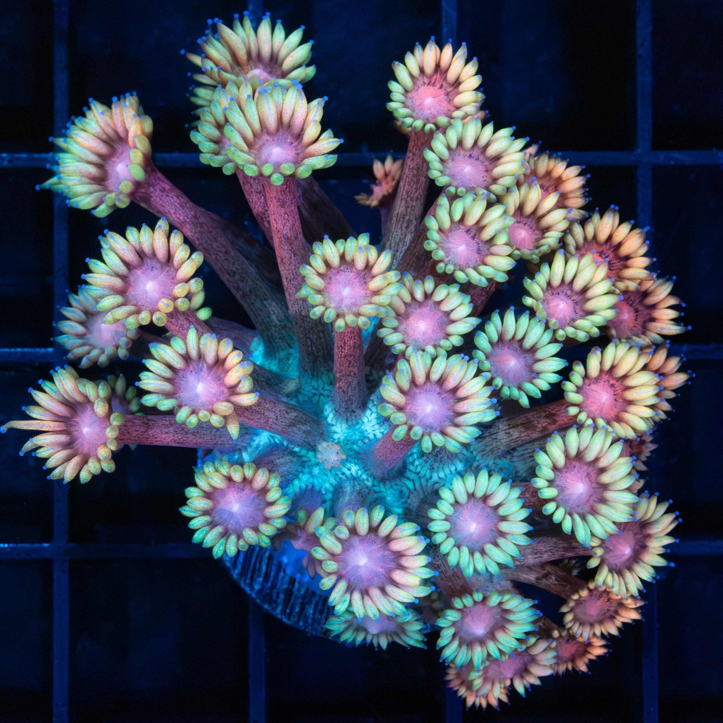 Rainbow Freckle Goniopora Coral (Large Frag)