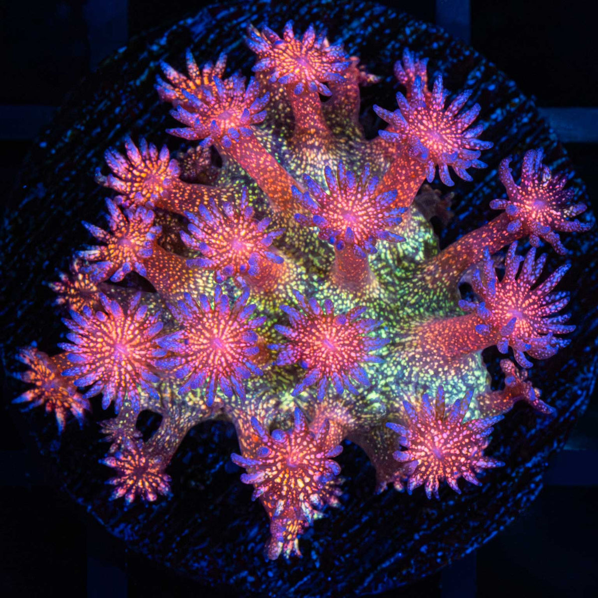 Rainbow Glitter Goniopora