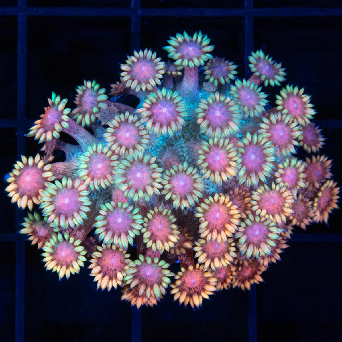 Rainbow Goniopora