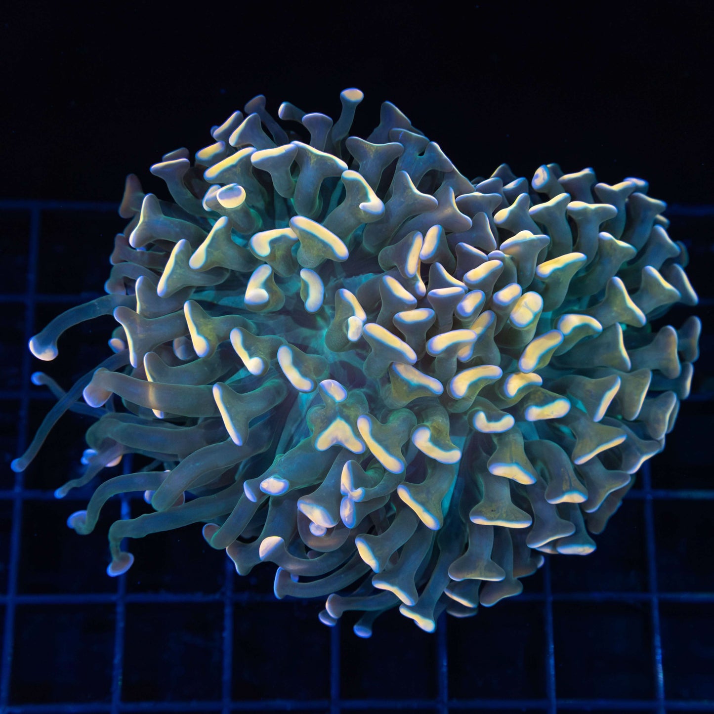 Rainbow Hammer Coral 4"