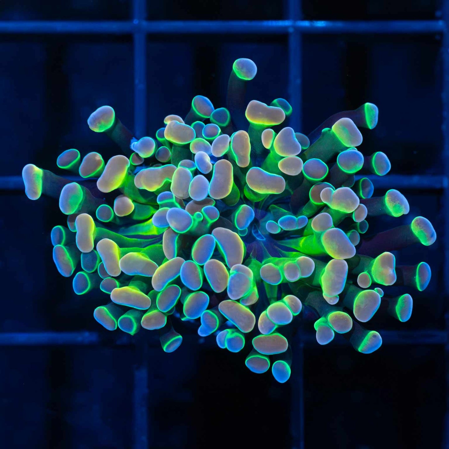 Rainbow Hologram Hammer