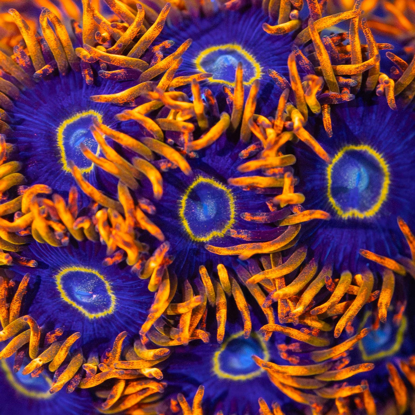 Rainbow Hornet Zoa