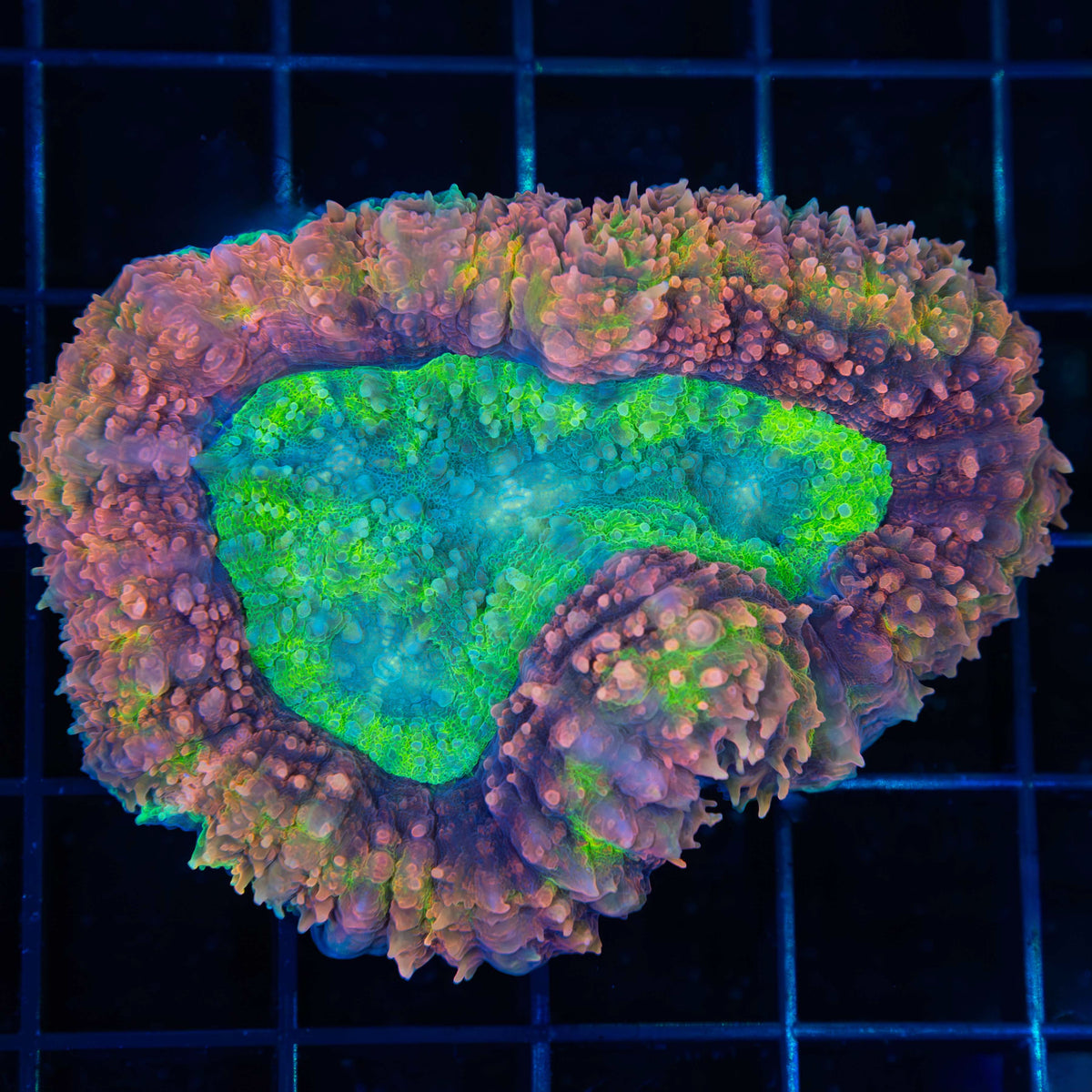 Rainbow Lobophyllia