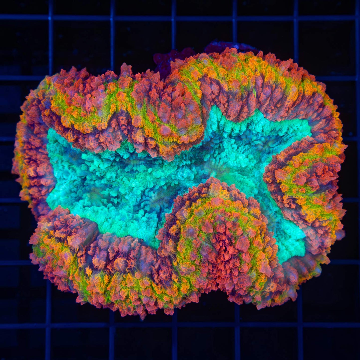 Rainbow Lobophyllia
