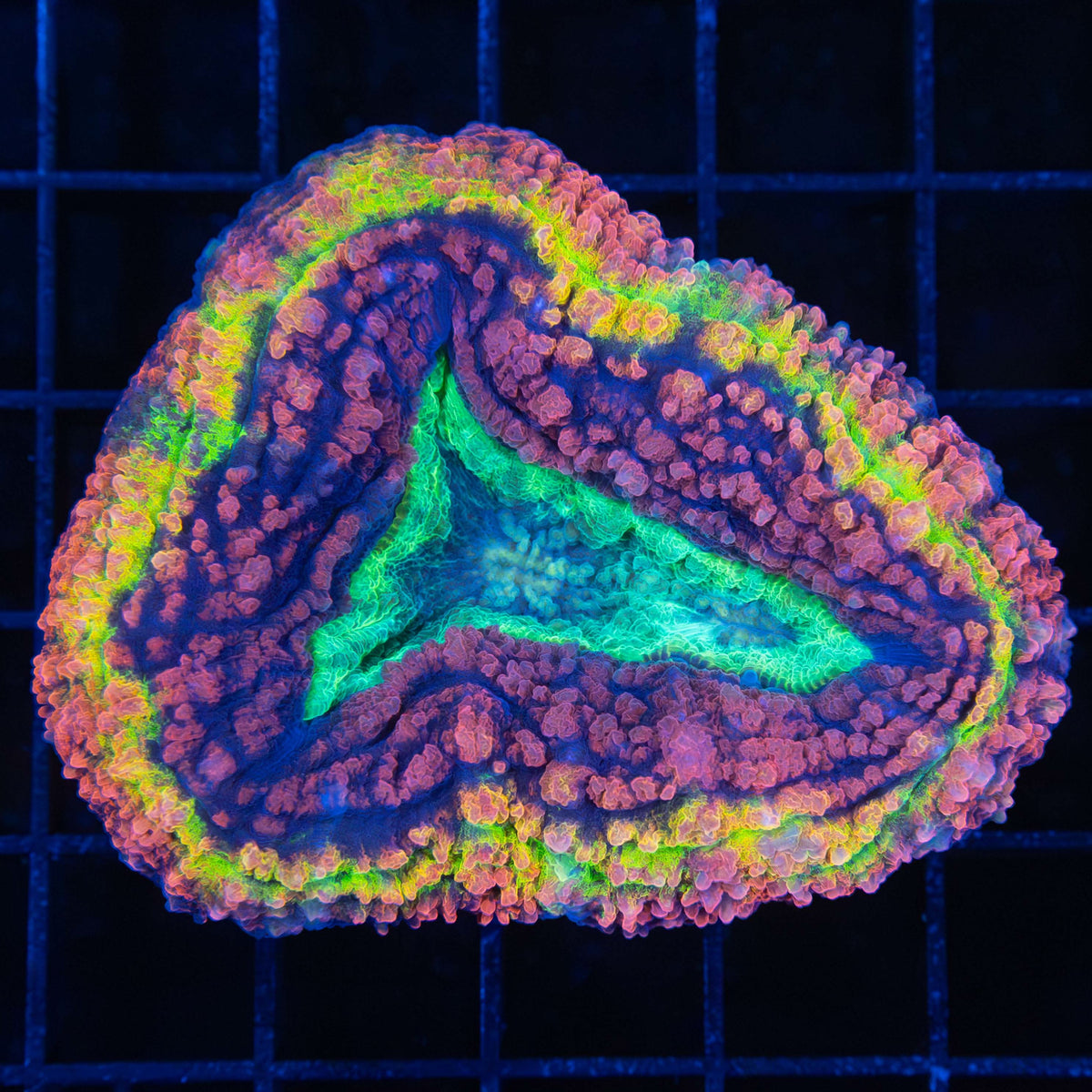 Rainbow Lobophyllia