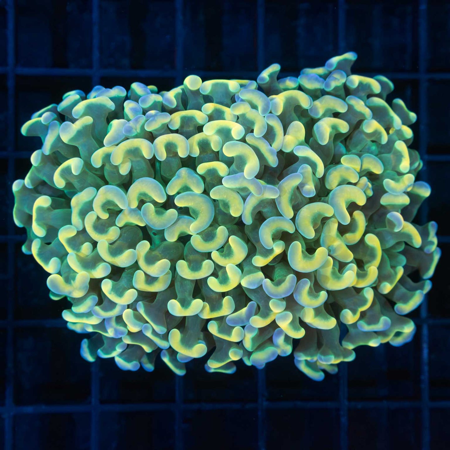 Rainbow Branch Malay Hammer Coral 3"