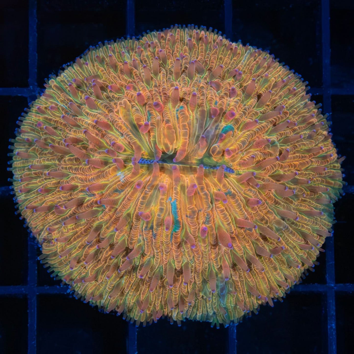 Splatter Plate Coral 2"