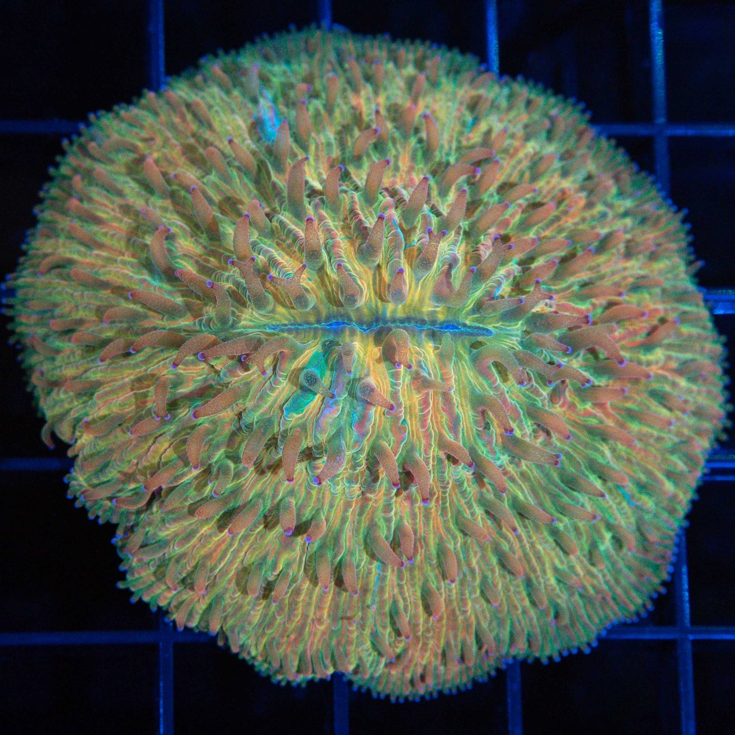 rainbow plate coral