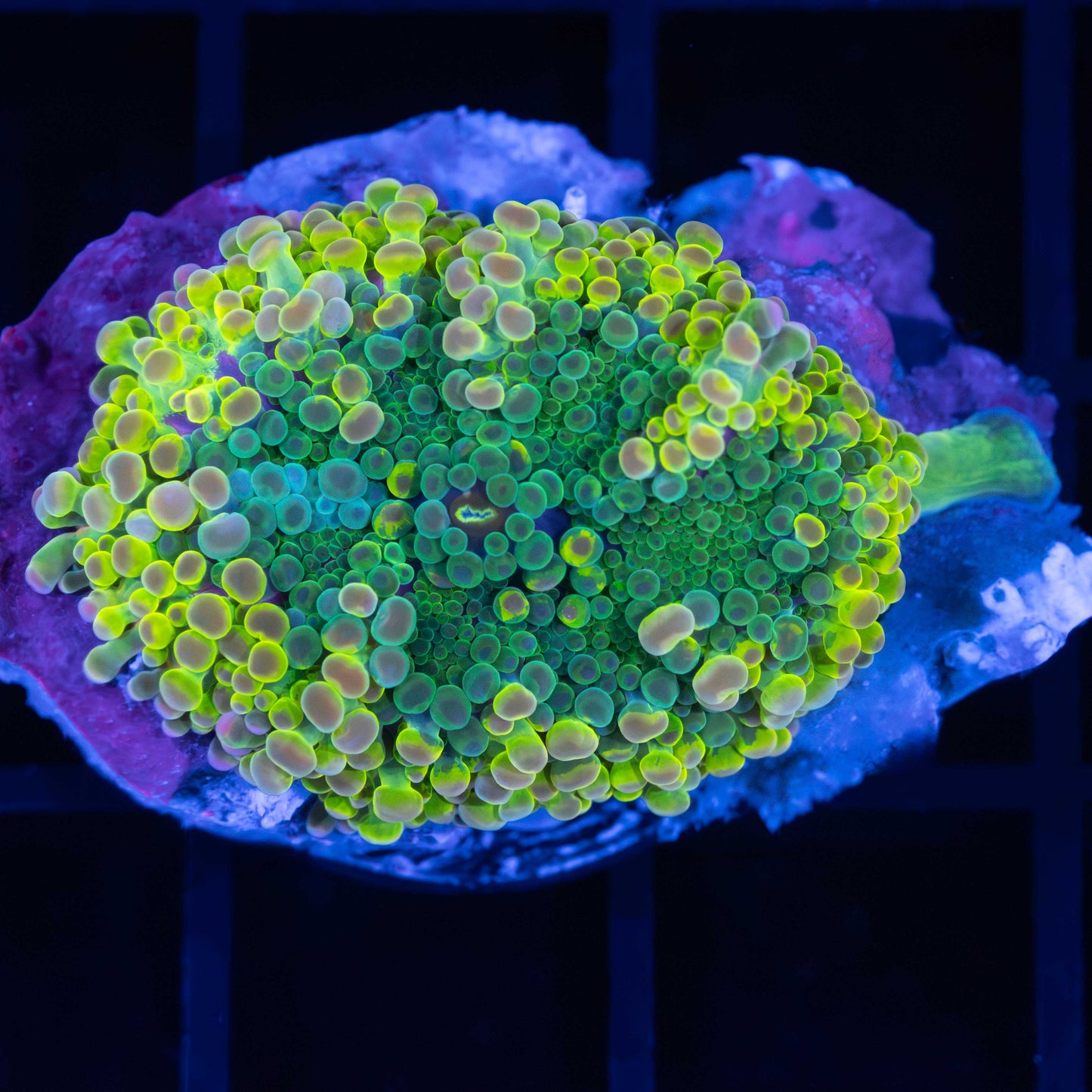 Rainbow Yuma Mushroom