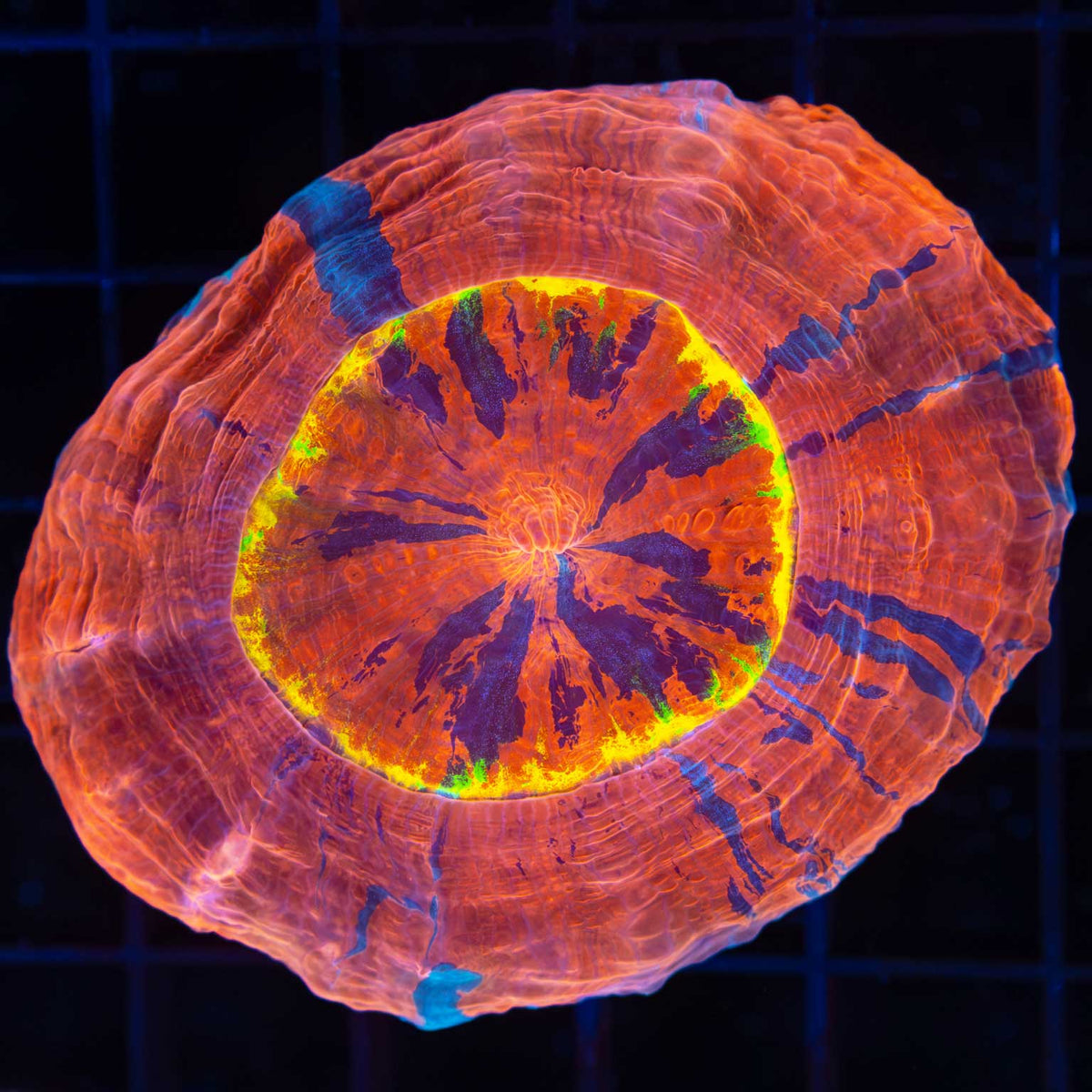 Rainbow Ring Acanthophyllia