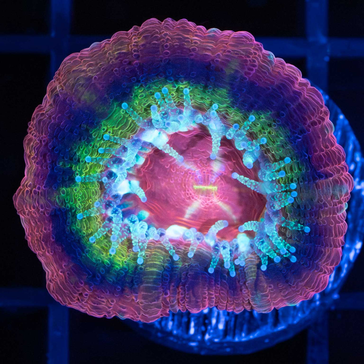 Asian Acan
