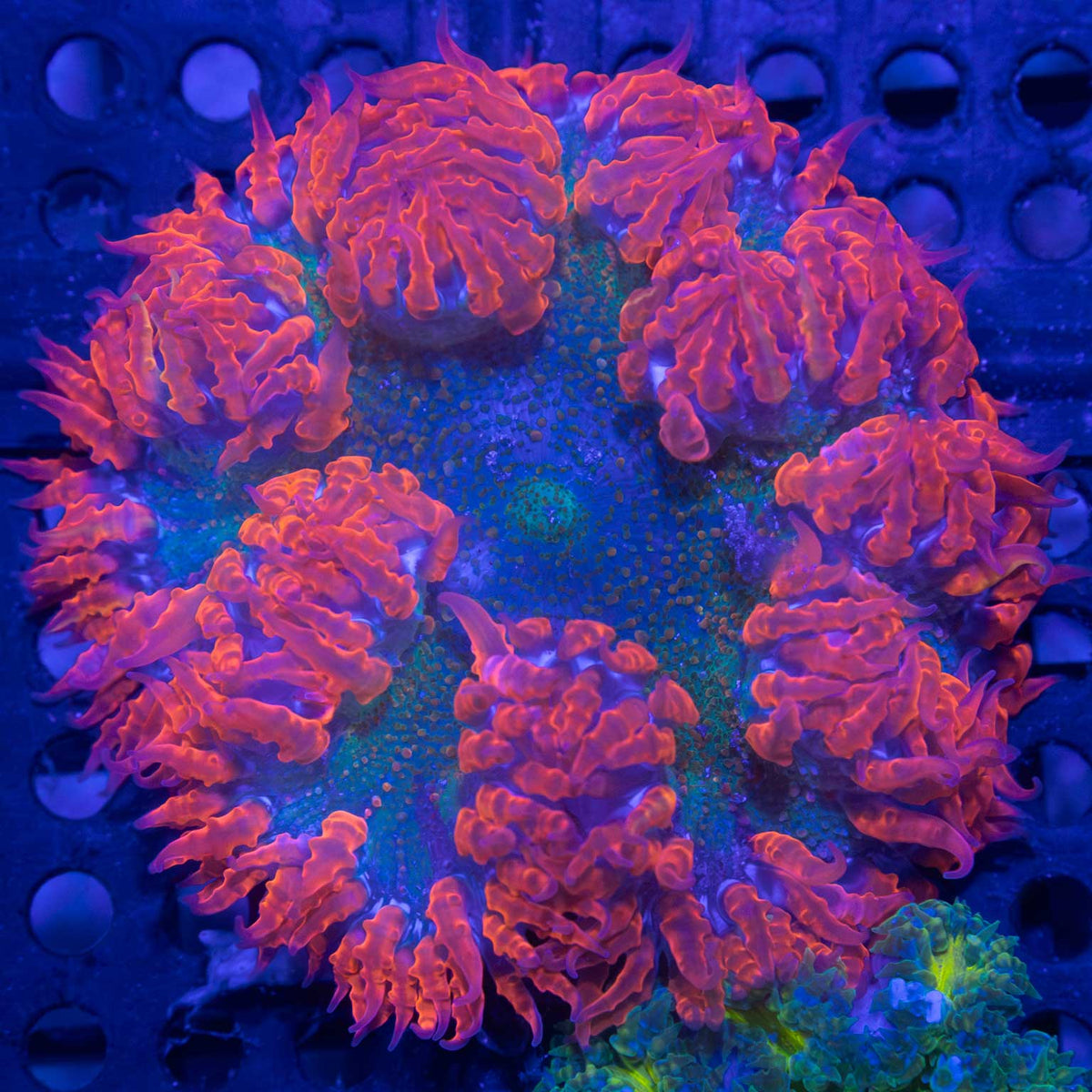 Rainbow Rock Flower Anenome