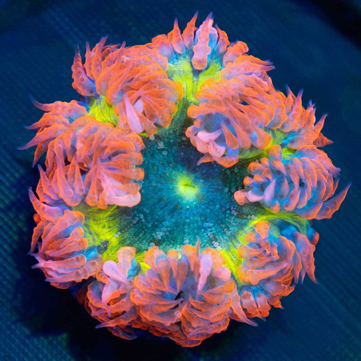 Rainbow Rock Flower Anenome