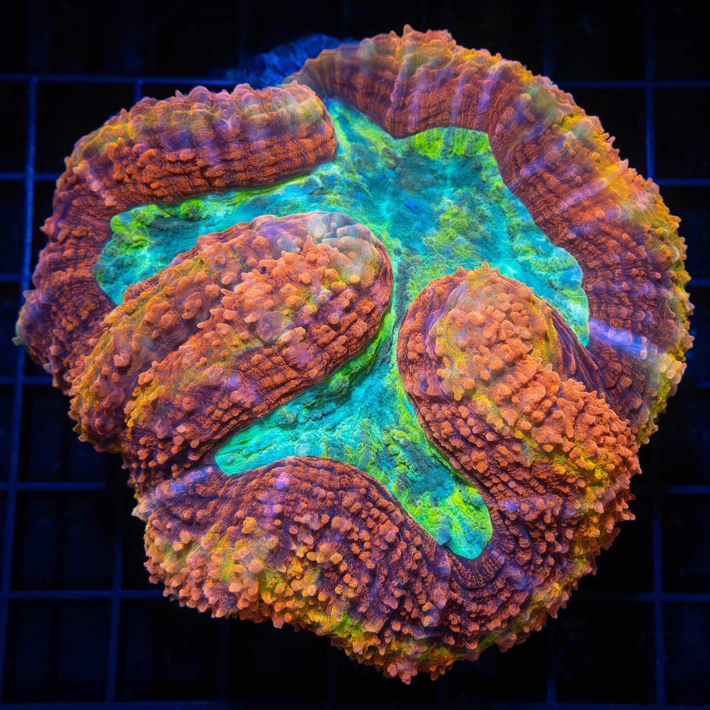 Rainbow Symphyllia 4.25"