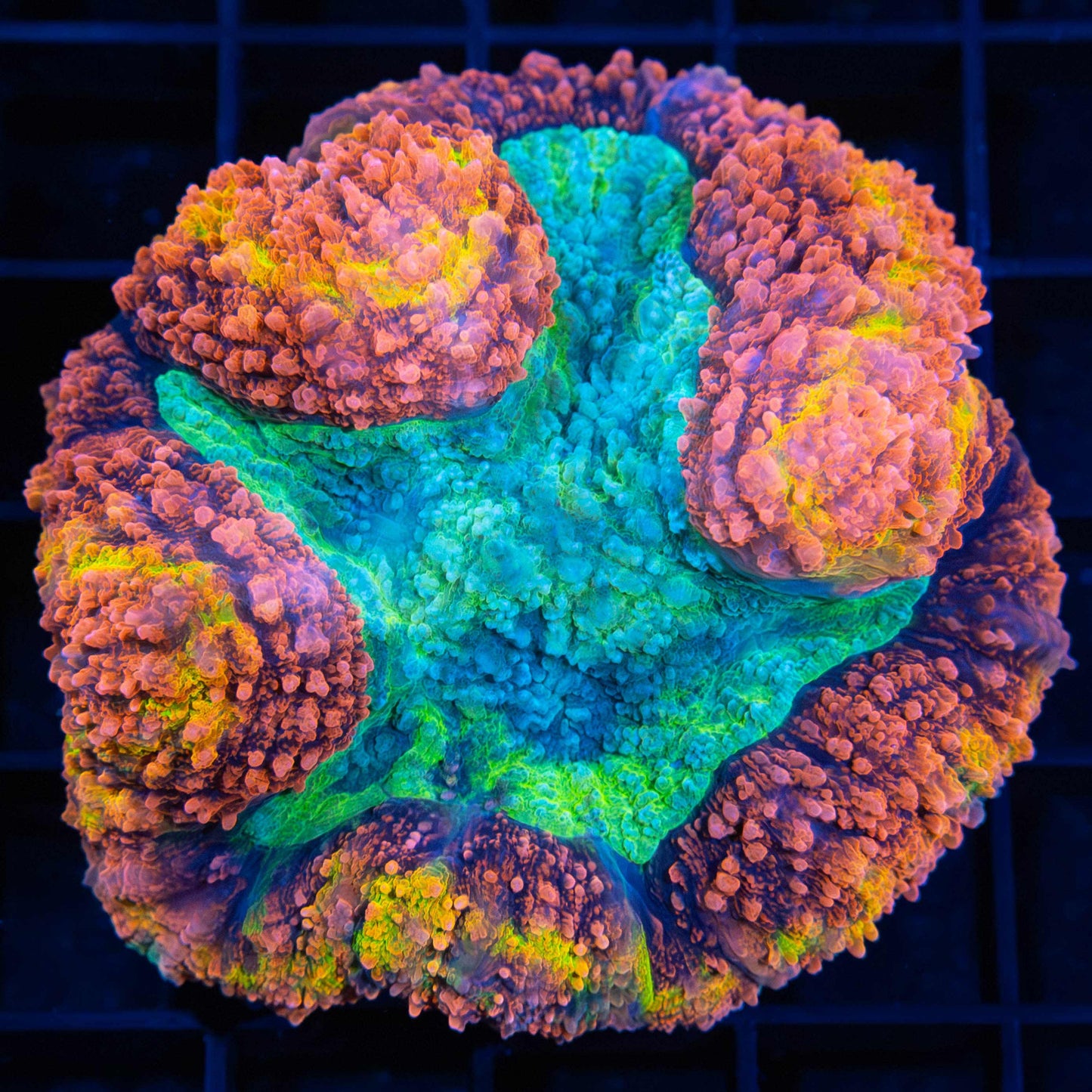 Ultra Rainbow Symphyllia 2.5"