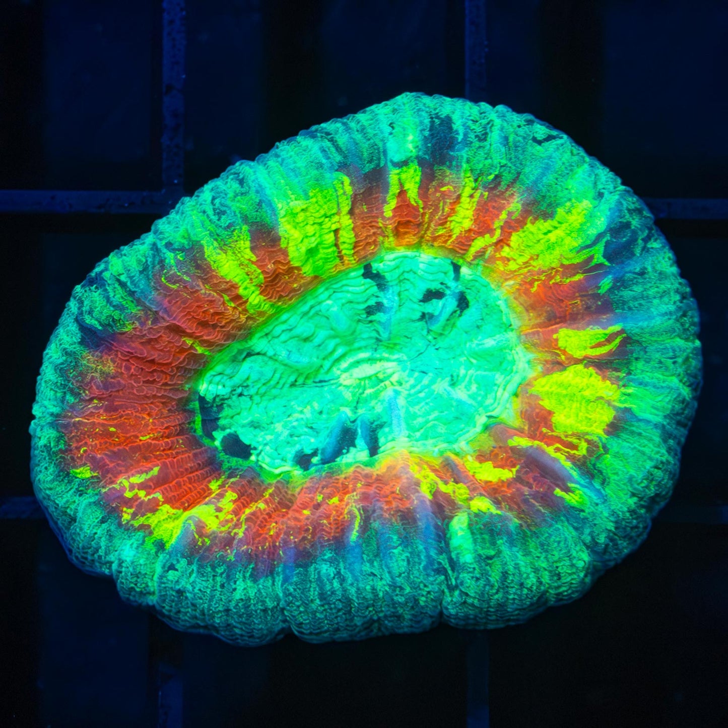 Rainbow Trachyphyllia