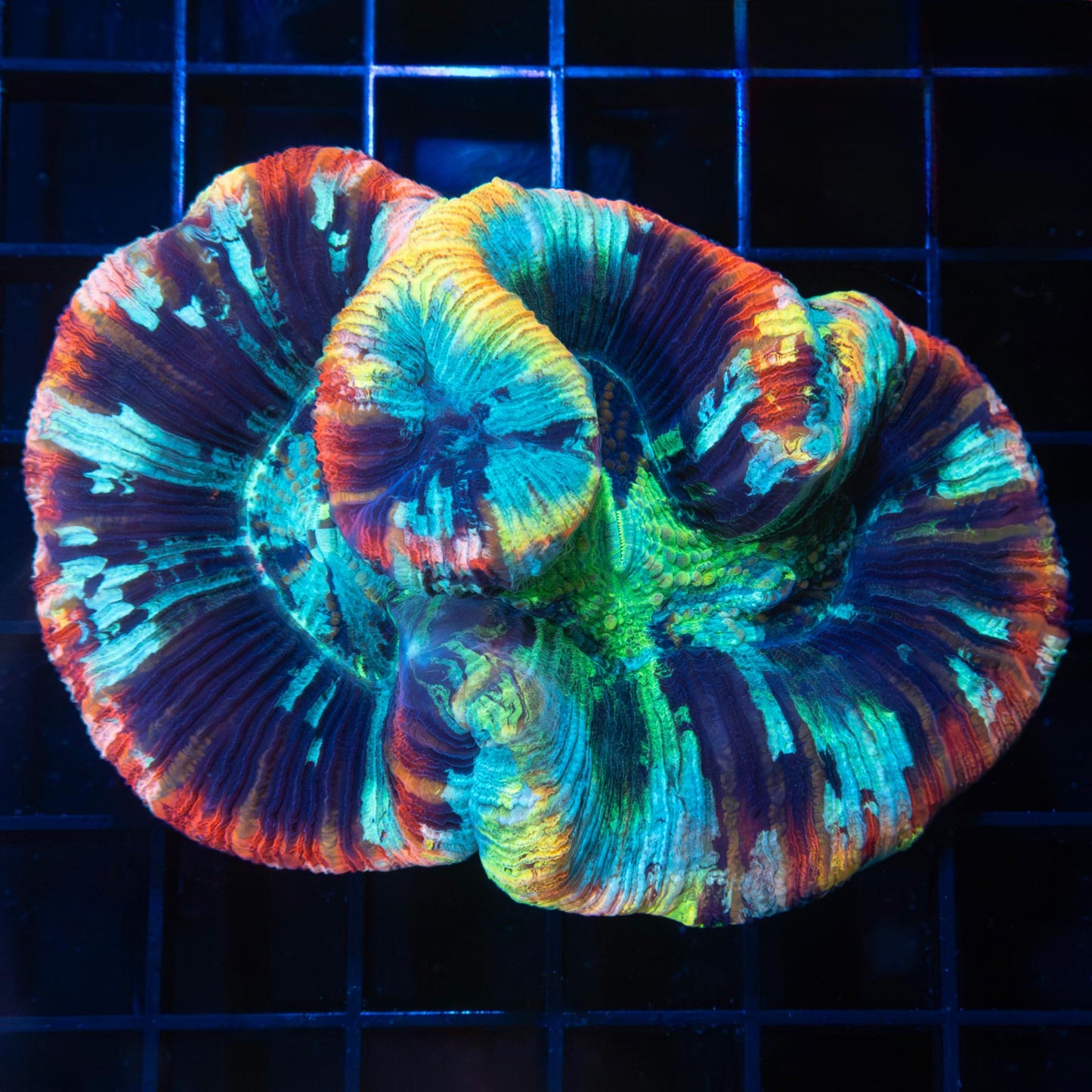 Rainbow Trachyphyllia 3.5"