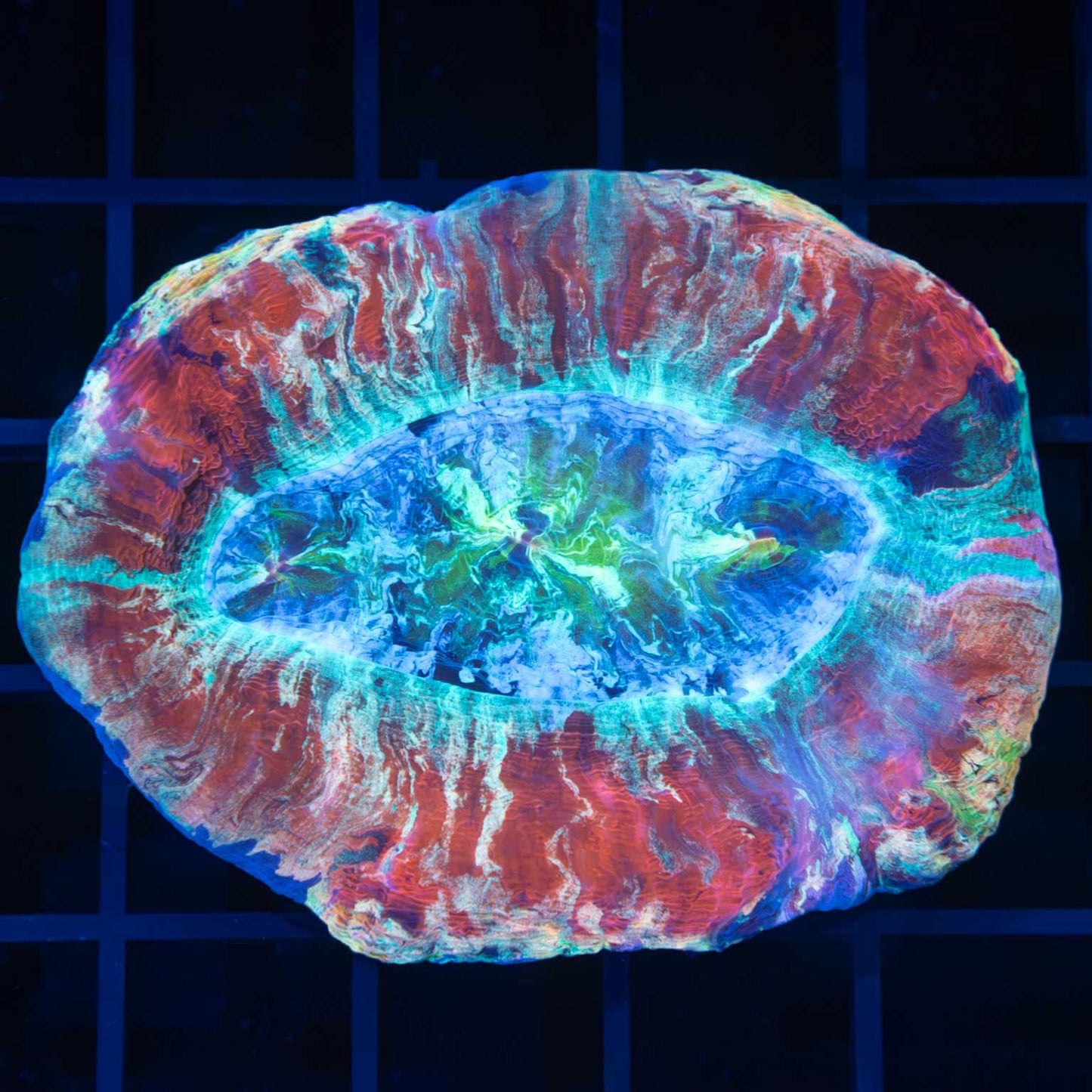 Rainbow Trachyphyllia 2.75"