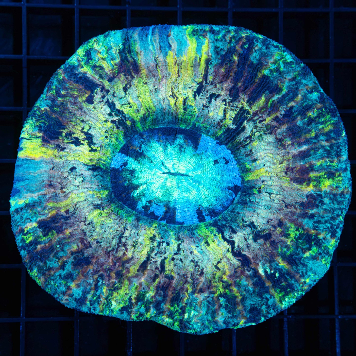 Unique Rainbow Wellsophyllia 4.25"