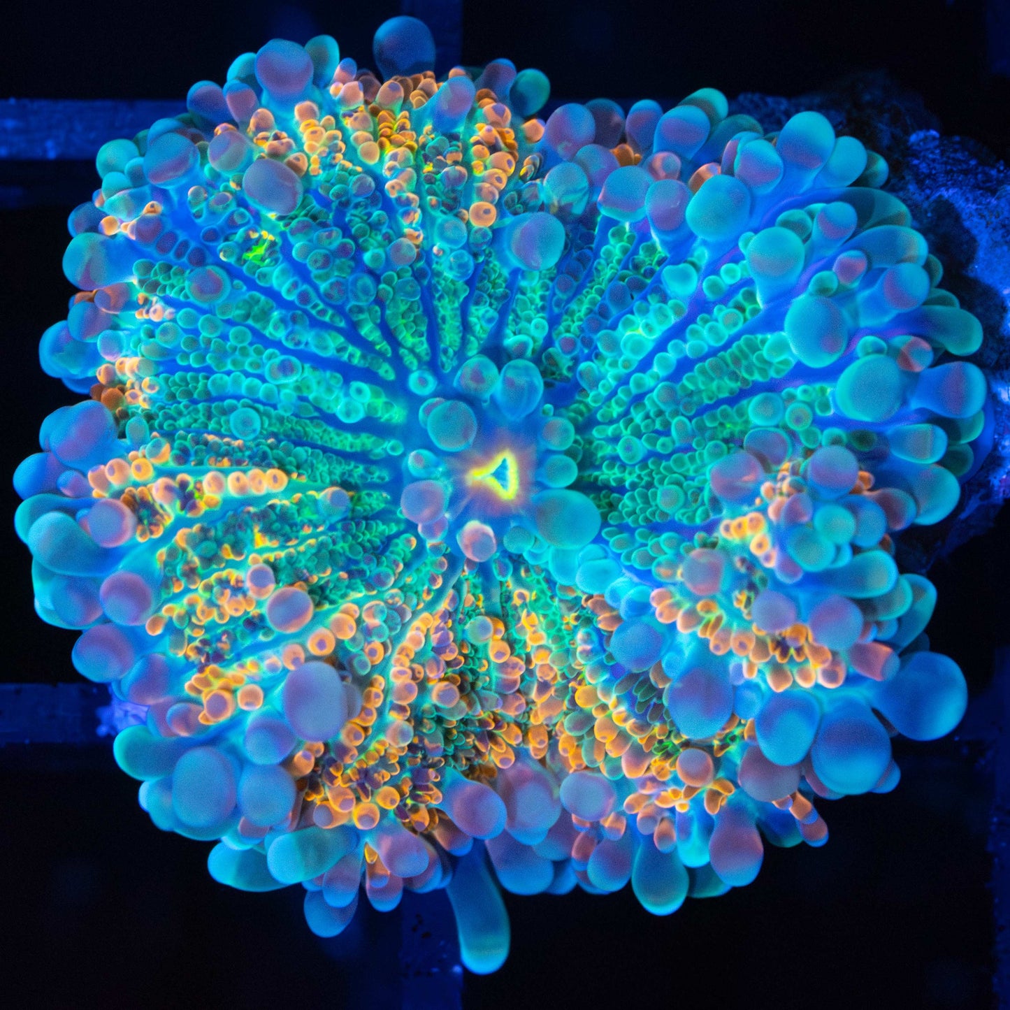 Rainbow Yuma Mushroom