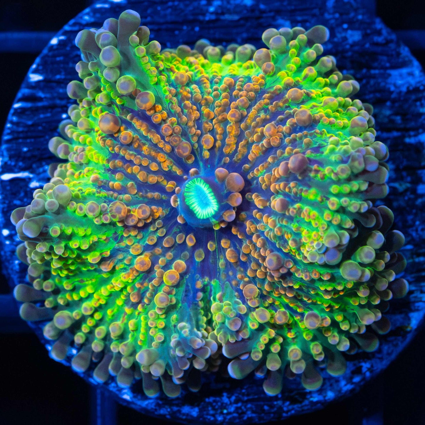 Incredible Rainbow Yuma Mushroom