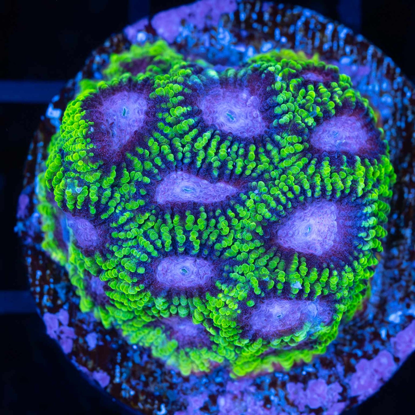 Raptor Peace Favia