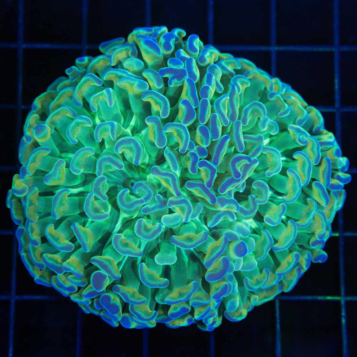 Incredible Gold Stem Branching Hammer Coral