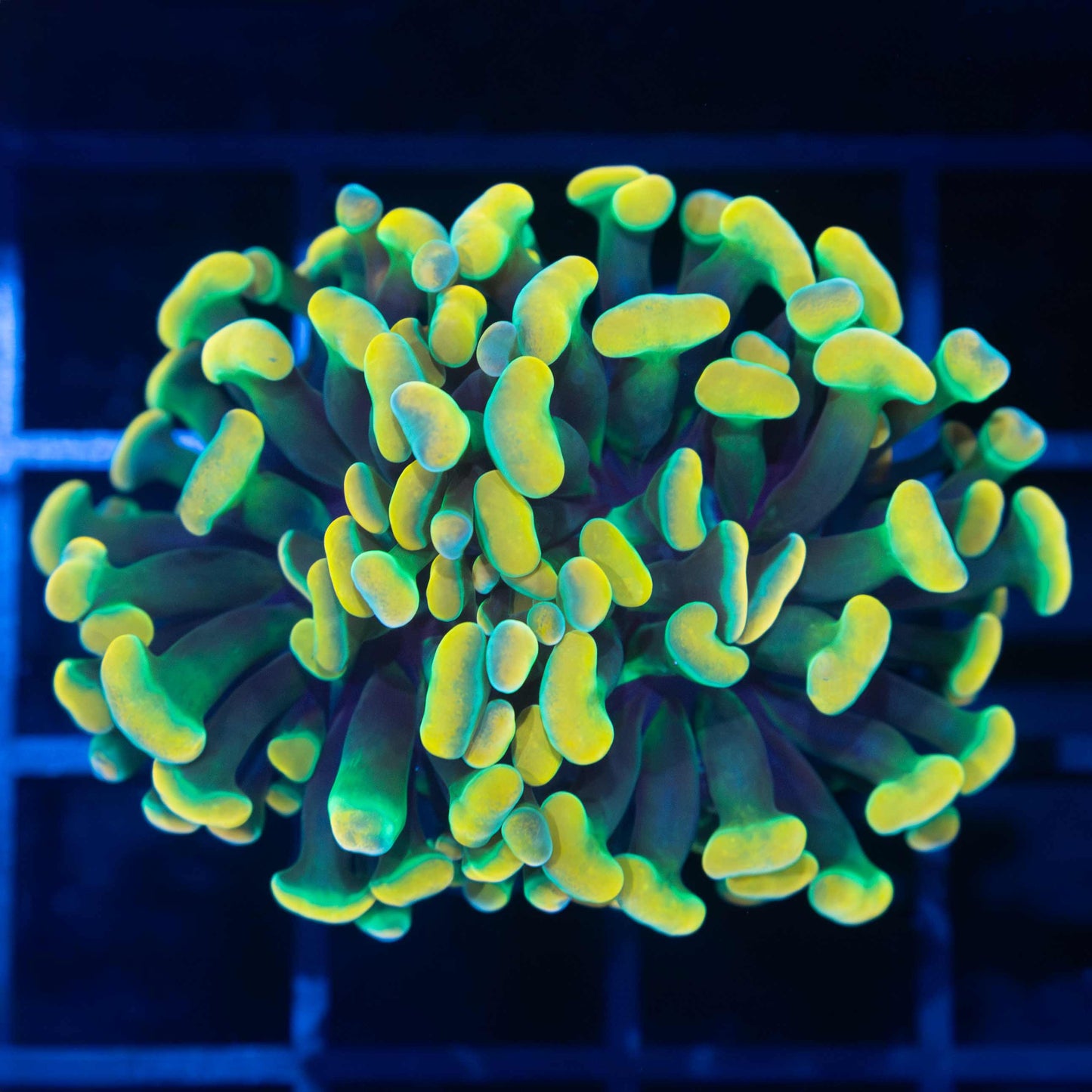 2 Heads Rasta Branching Hammer (Tank Grown)