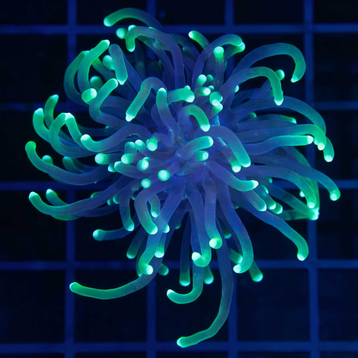 Indo Reaper Torch Coral
