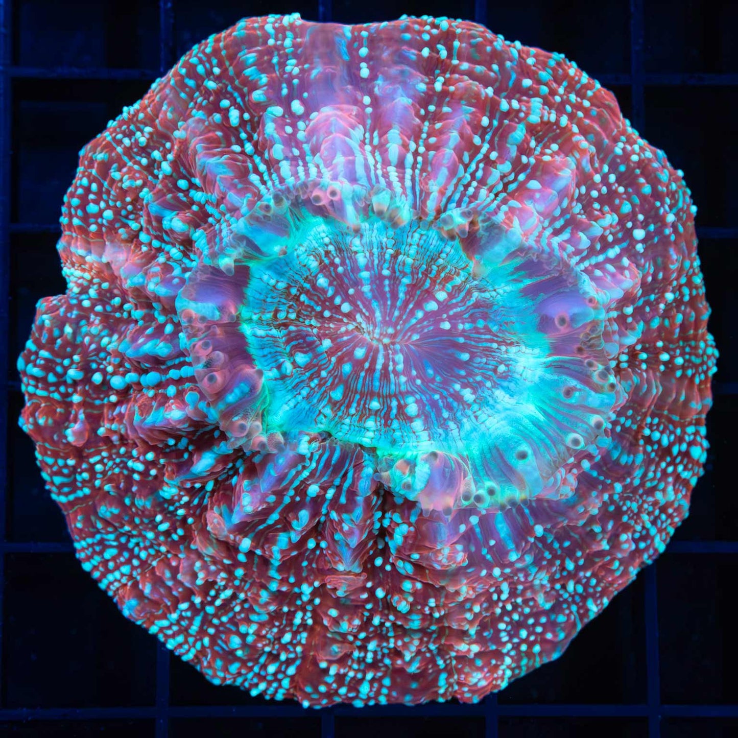 Blue and Red Glitter Acanthophyllia 3"