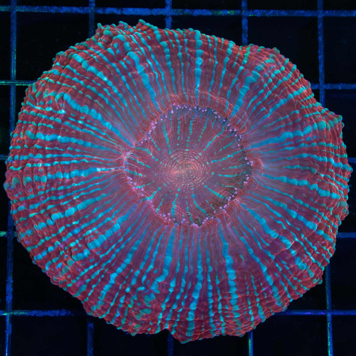 Blue & Red Acanthophyllia