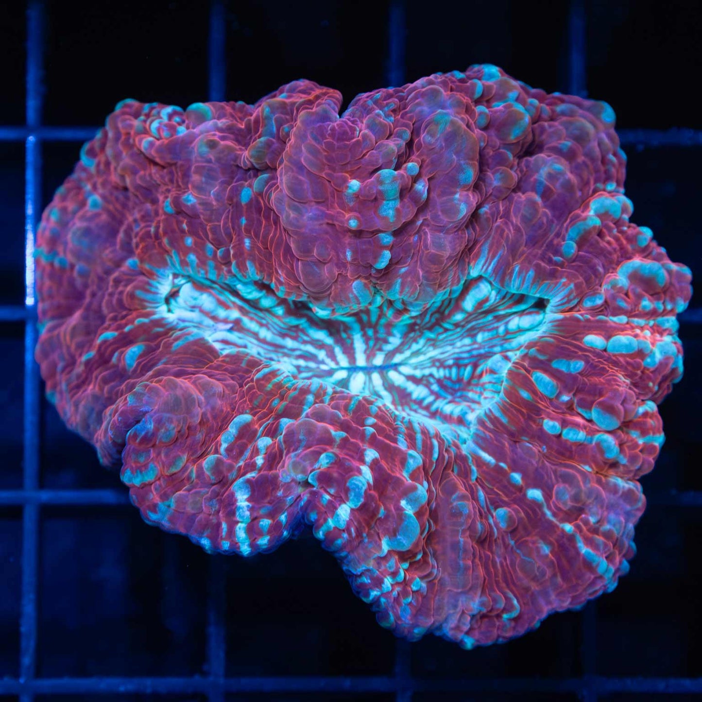 Small Red and Blue Acanthophyllia 2.25"