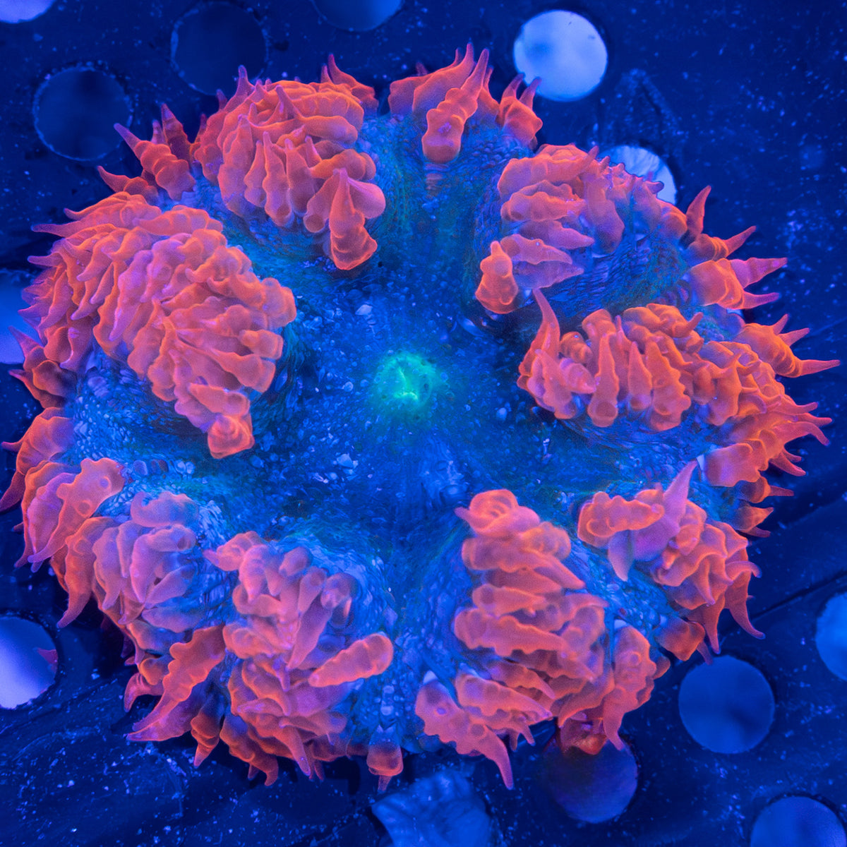 Rock Flower Anemone