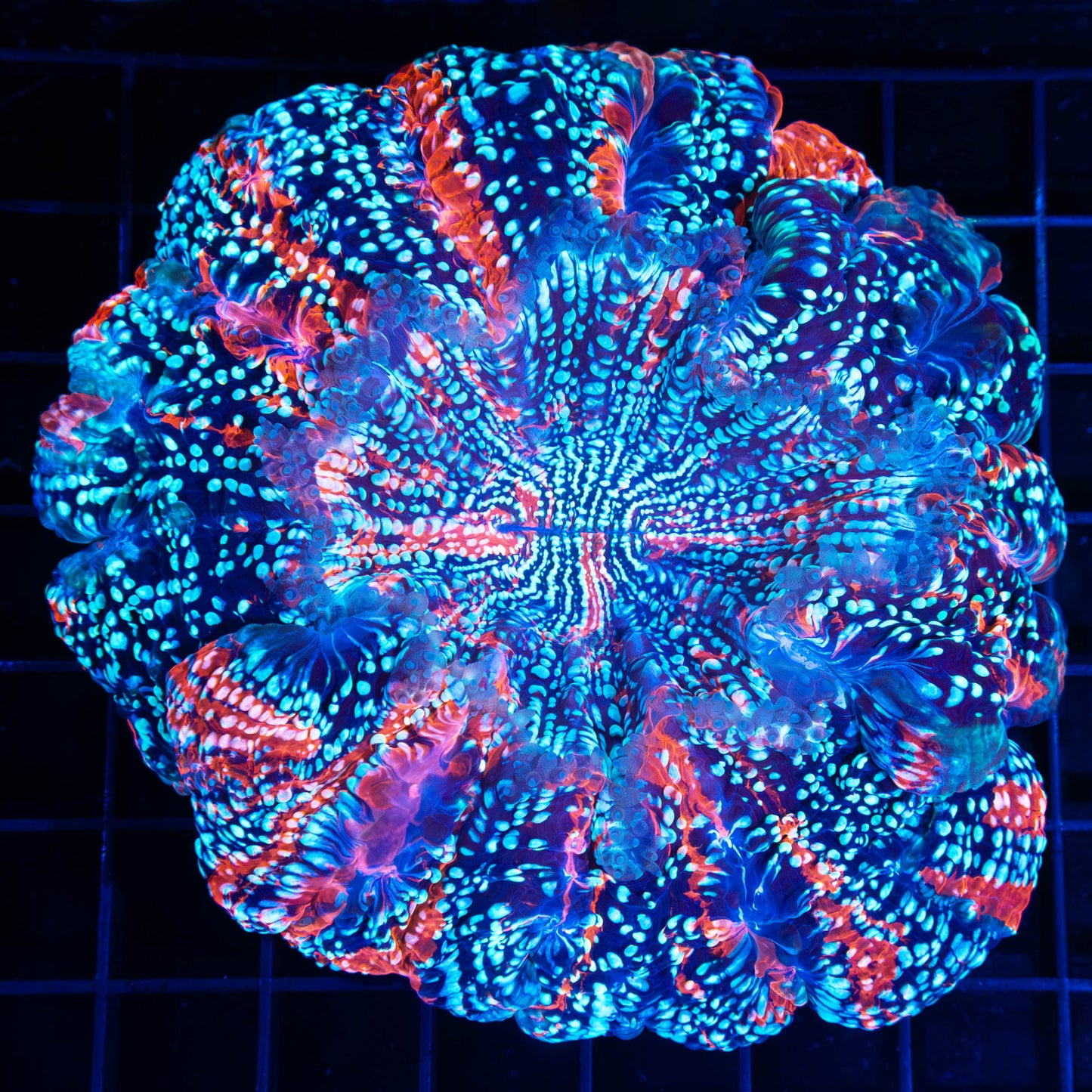 Incredible Acanthophyllia 4.5"