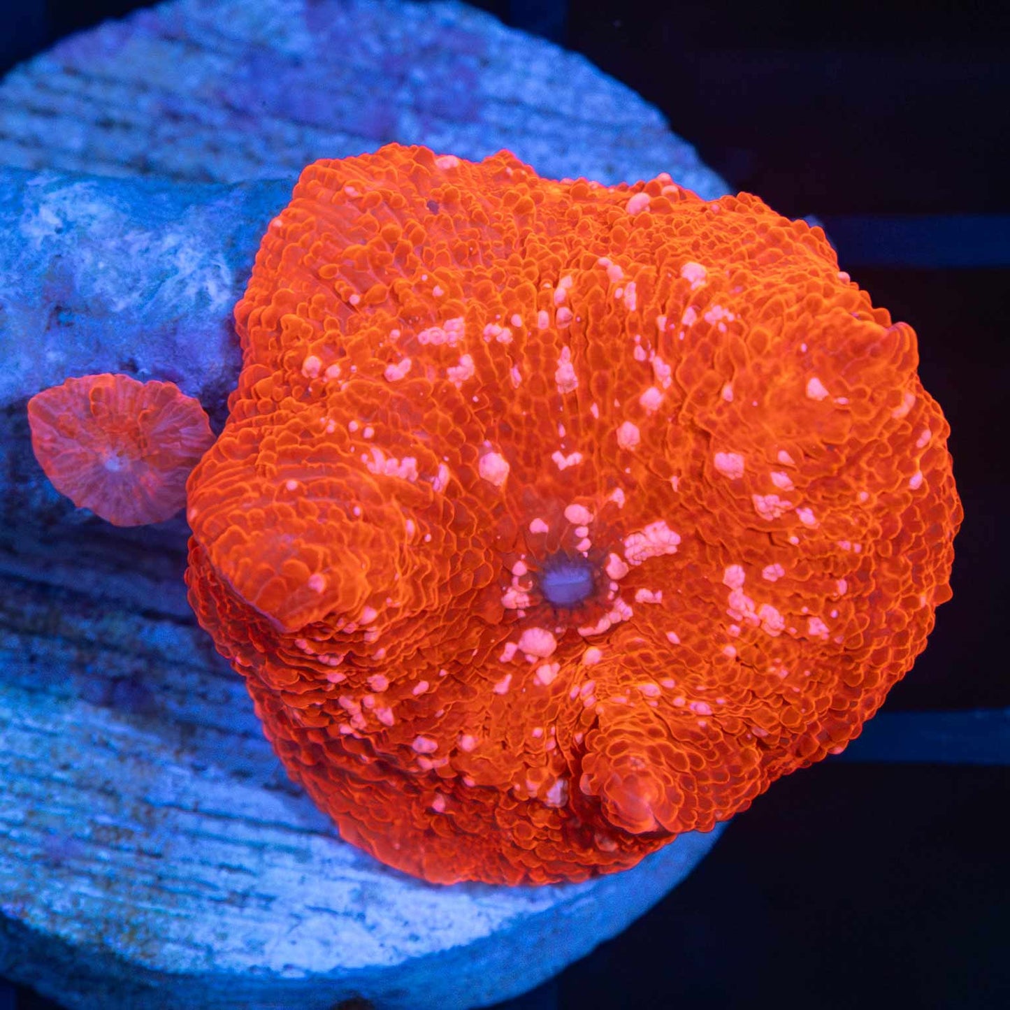 Pink Dot Red Mushroom With Baby