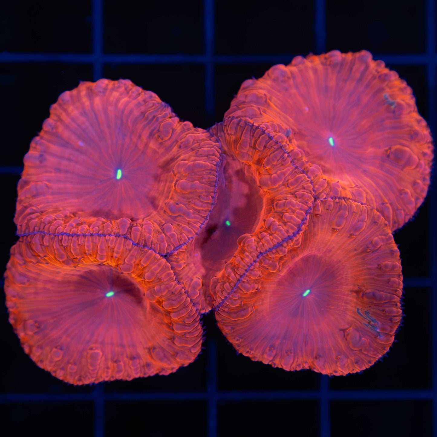 red blastomussa colony