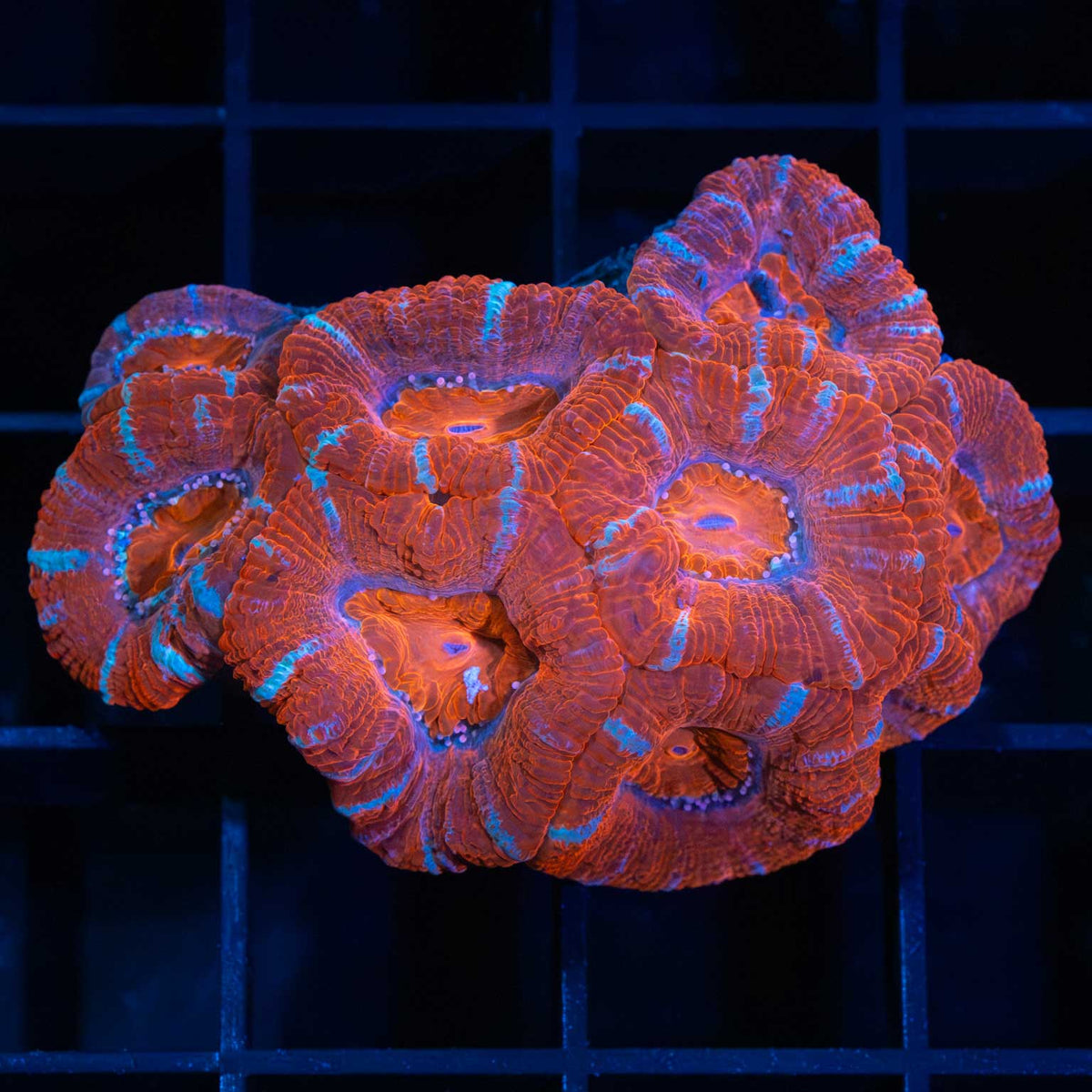 Red Acan Mini Colony