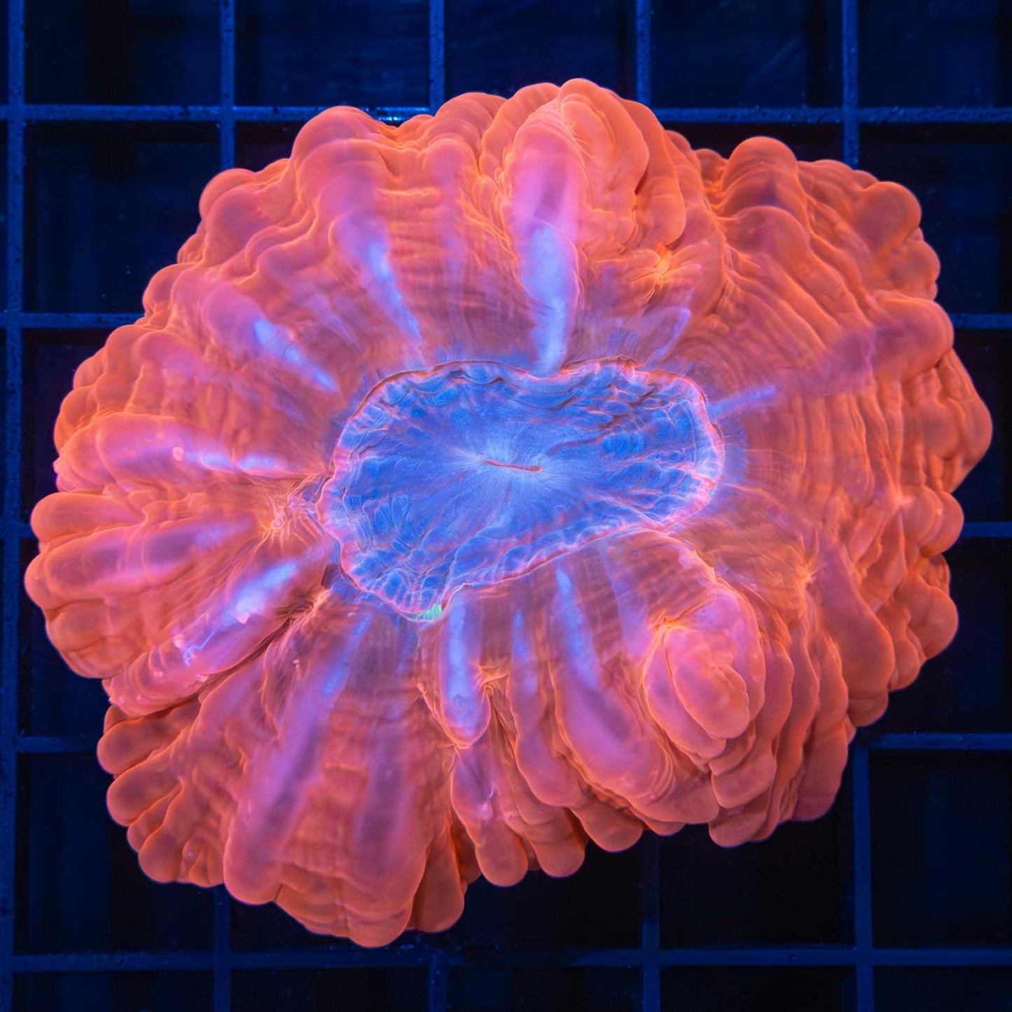 red blue center cynarina