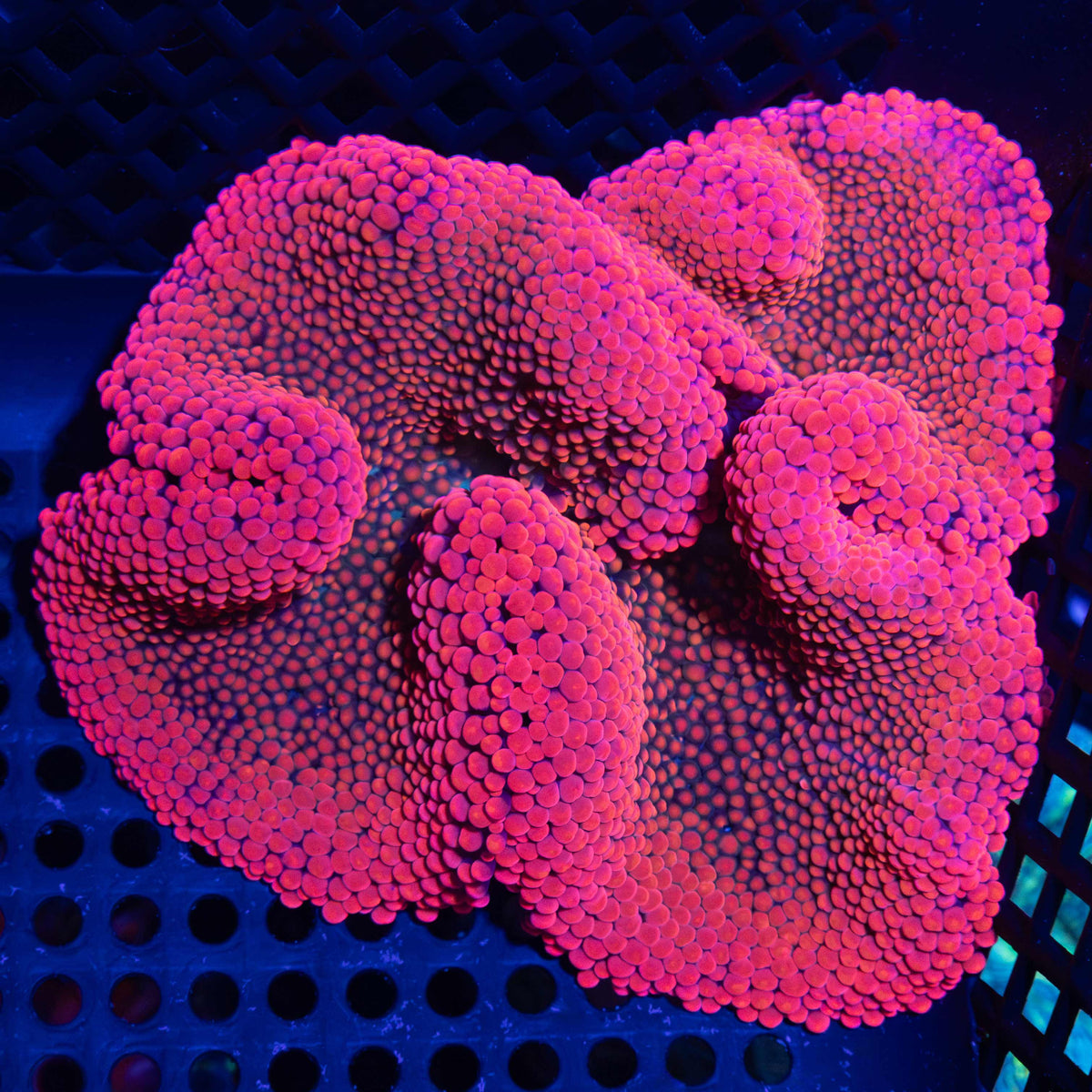 Super Red and Blue Carpet Anemone 6"