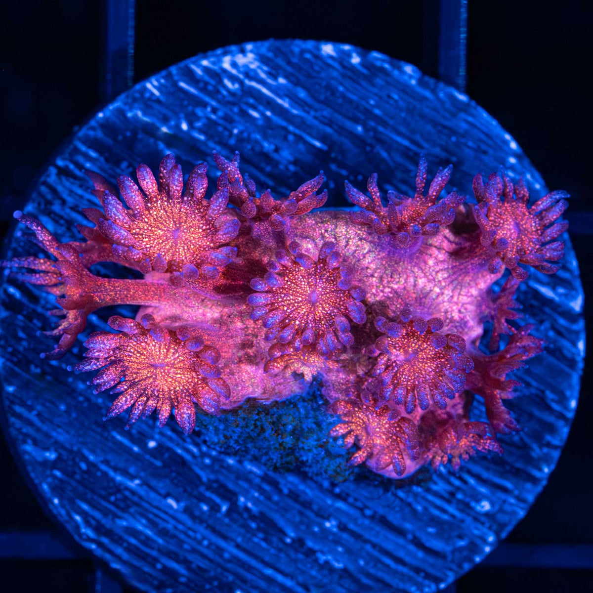 Red Glitter Goniopora Small Frag