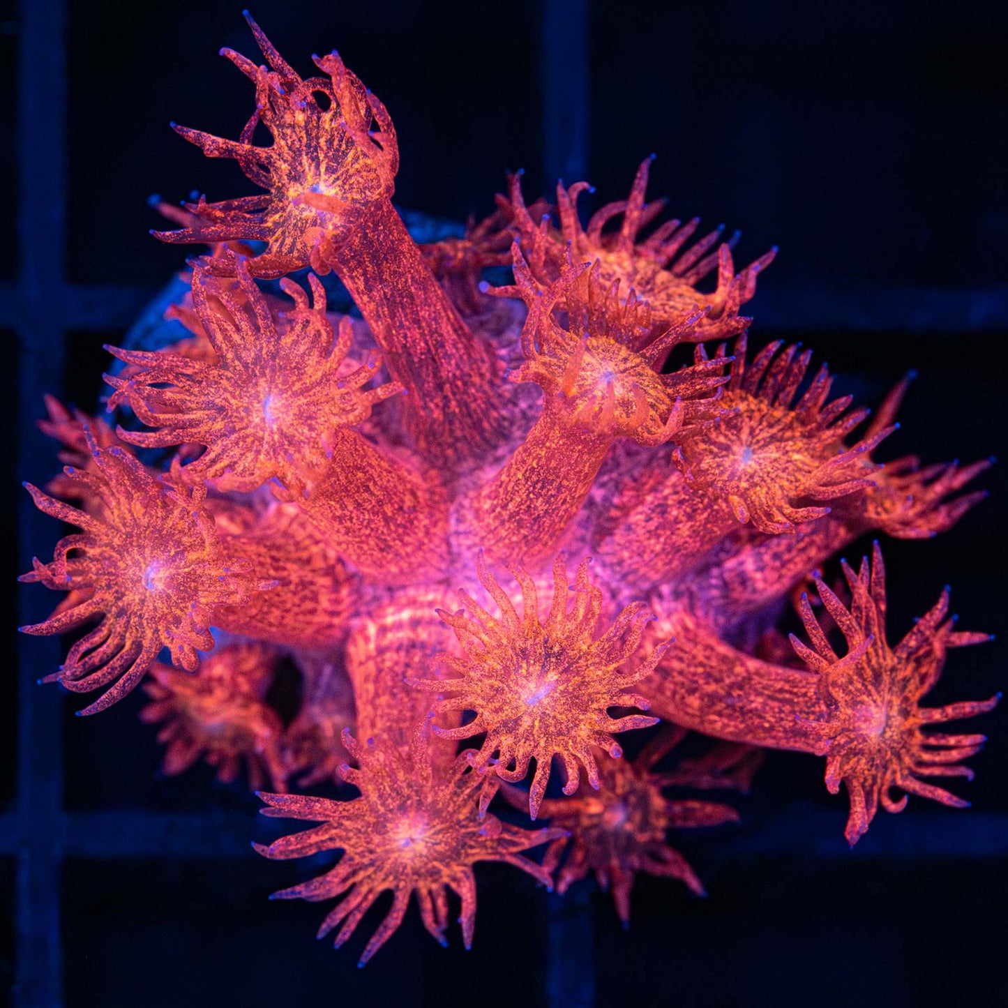 Red Glitter Goniopora