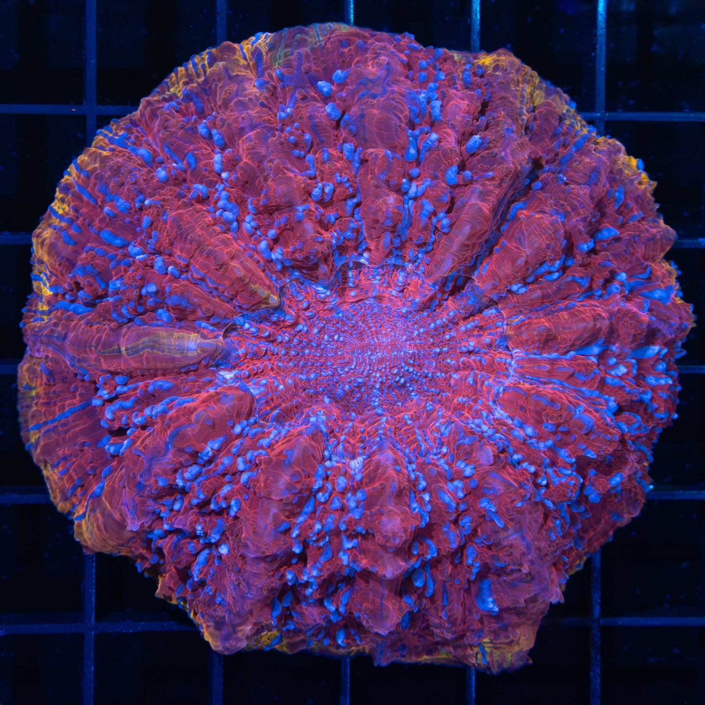 Unique Gold Rim Red Blue Spot Acanthophyllia