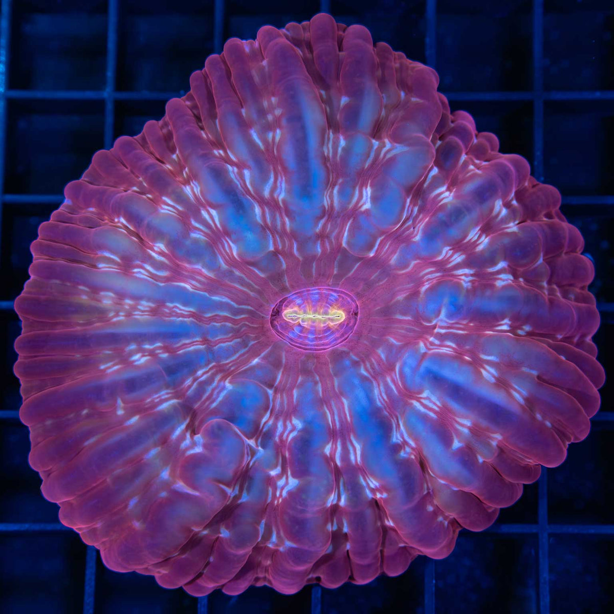 Red Indophyllia Gold Mouth