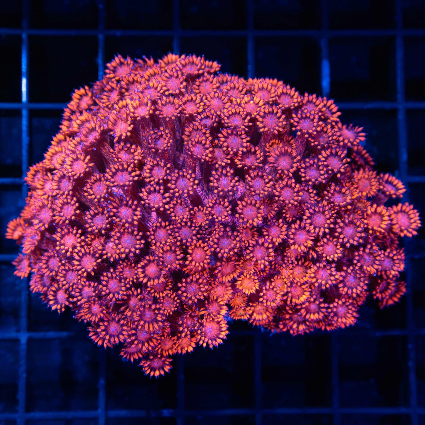 Red Goniopora Colony