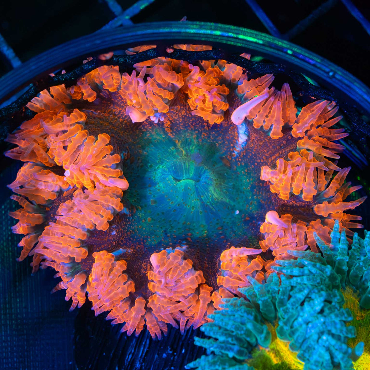 Rock Flower Anemone