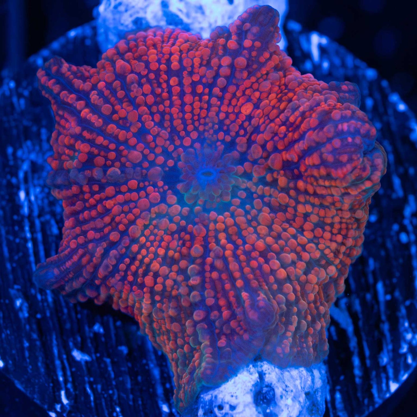 Red Devil Mushroom Coral