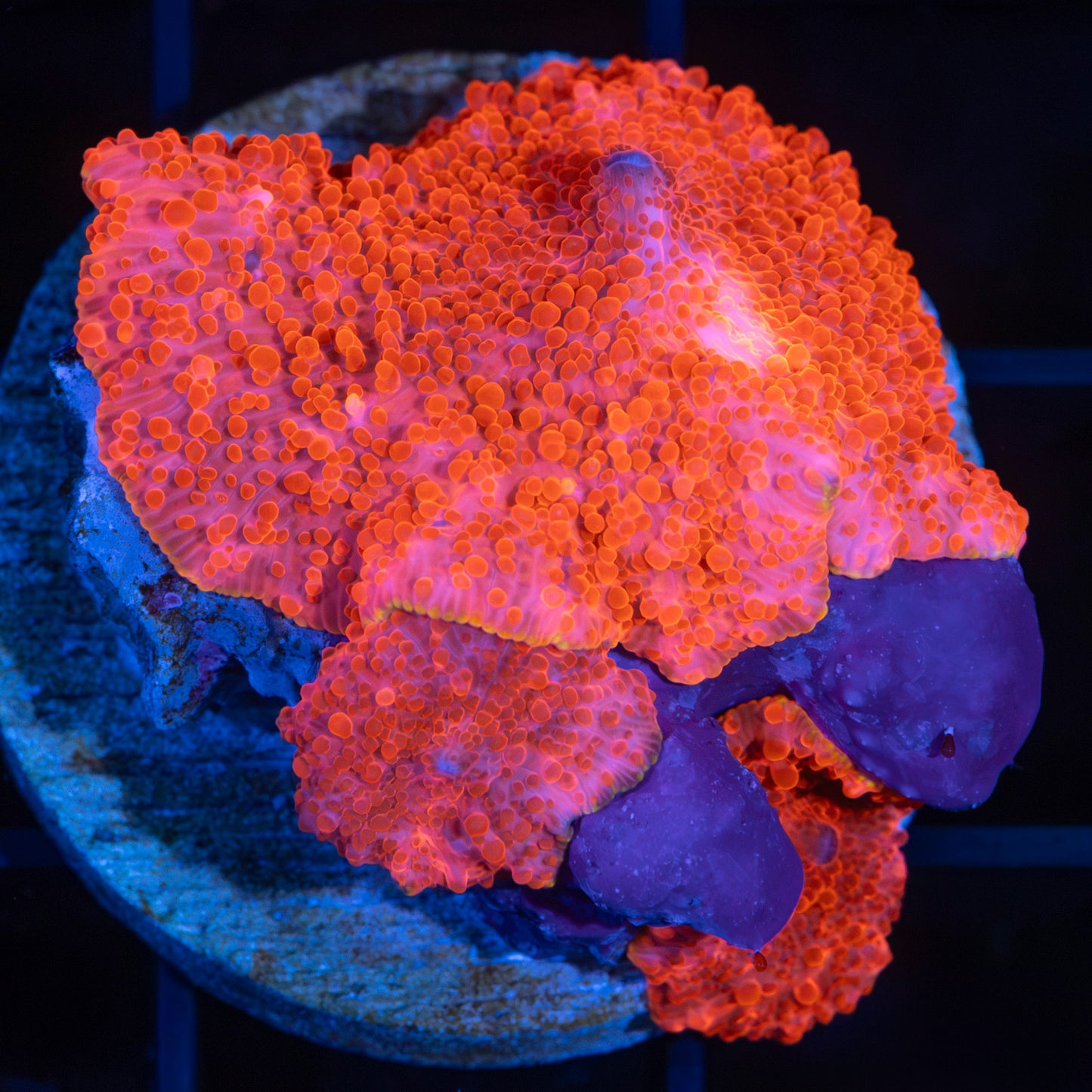 Red and Gold Mushroom Corals